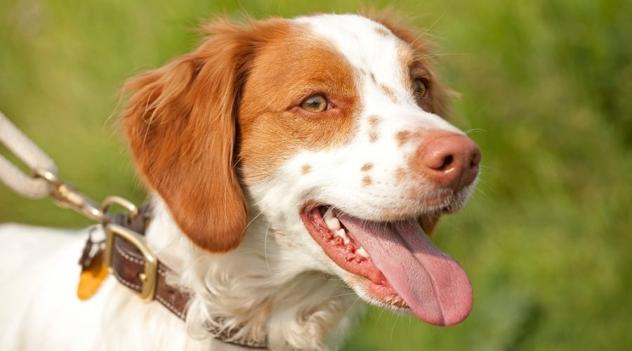 Dog With Its Tongue Out