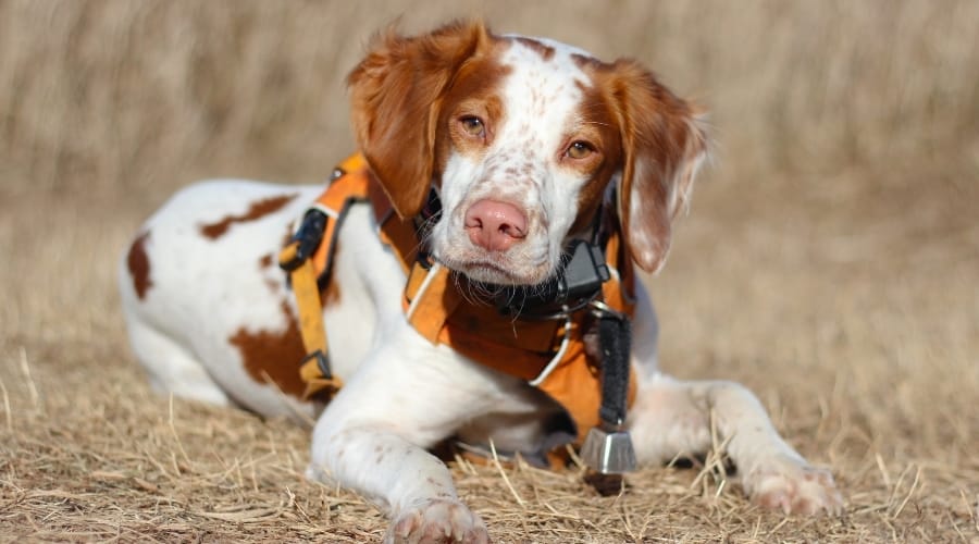 Dog With Pink Nose Out on a Hunt