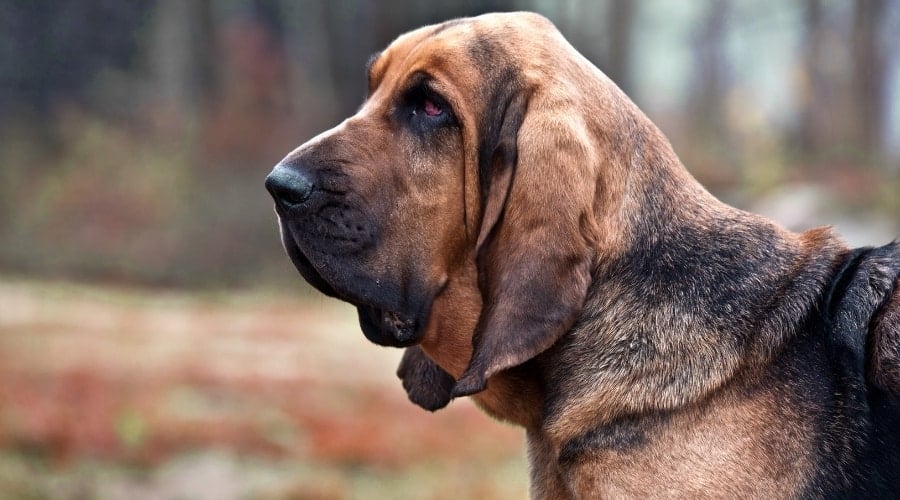Dog With Sullen Look Outside
