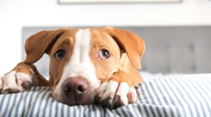 Dog With Upset Stomach