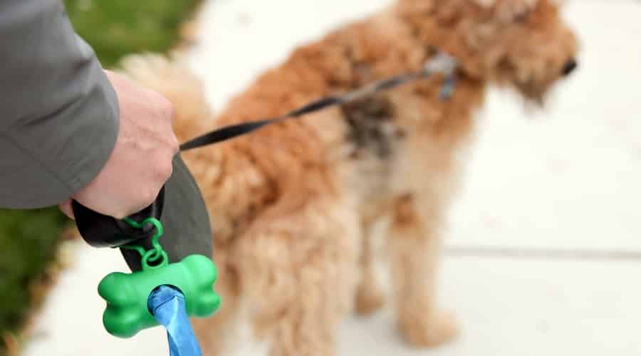 Person walking a dog on a leash.