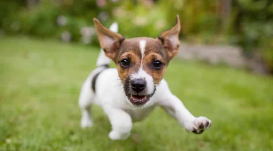 Dog running with zoomies.