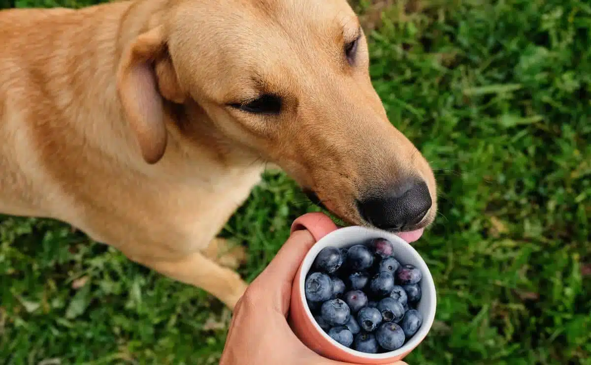 Dog and a cup of blueberries in hand on the background of a green lawn top view