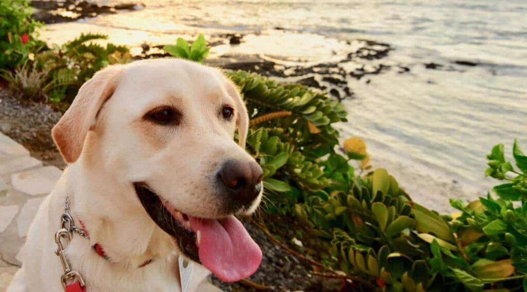 Dog at Hawaiian park near water