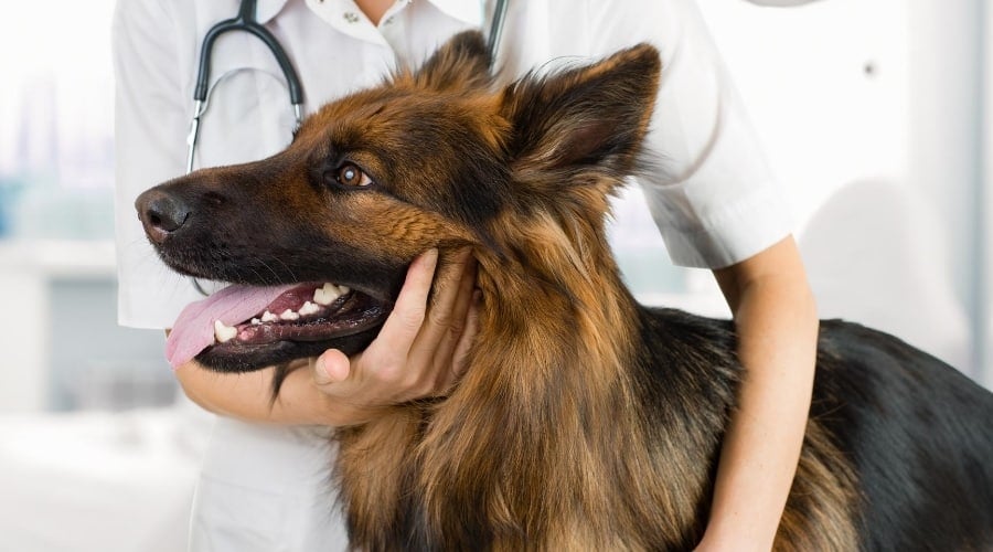 Dog at Vet