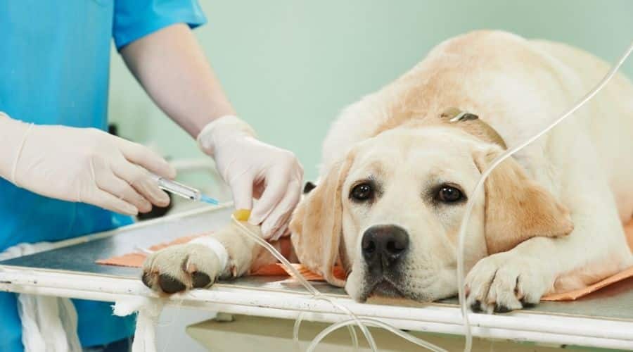 Yellow Lab at vet being administered IV fluids.