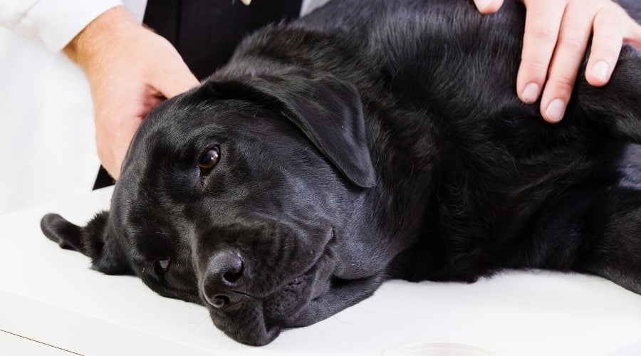 Dog at Veterinarian