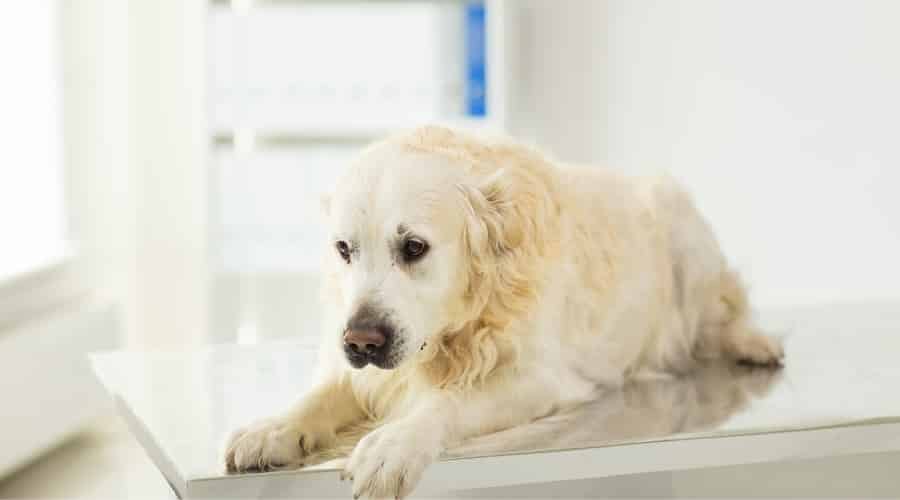 Dog at Veterinarian