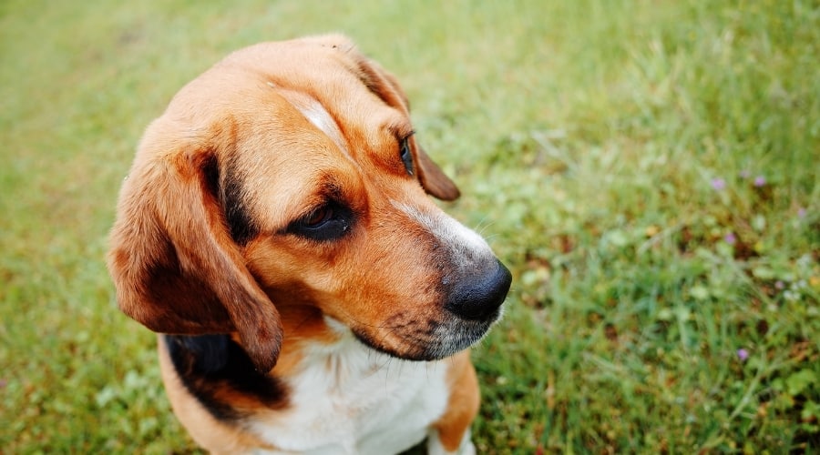 Dog at the Park
