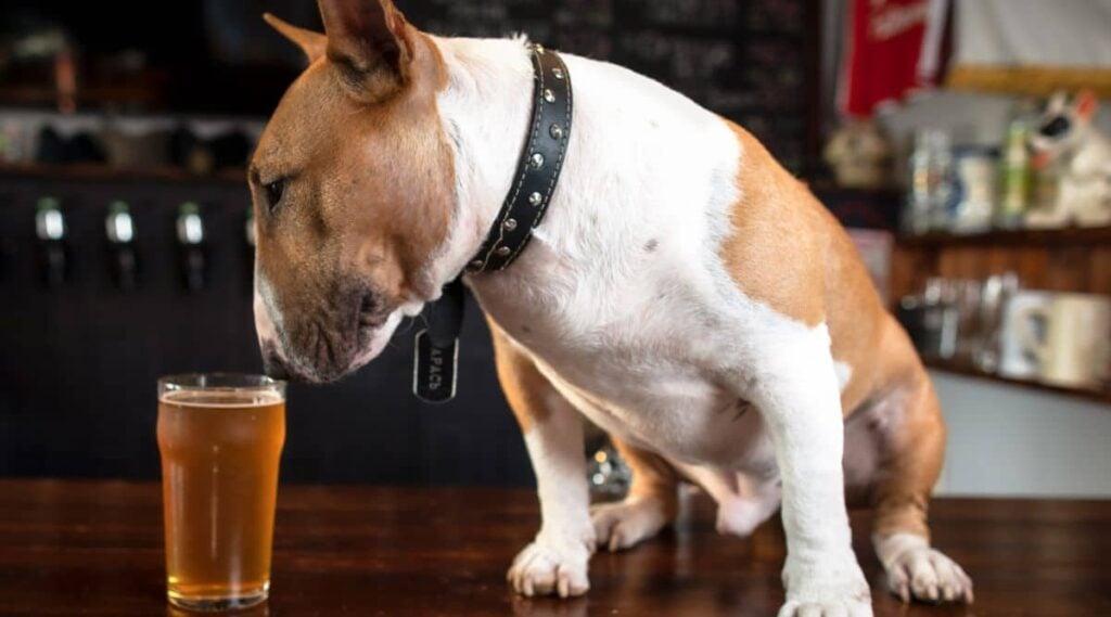 Dog attempting to drink beer from a pint glass