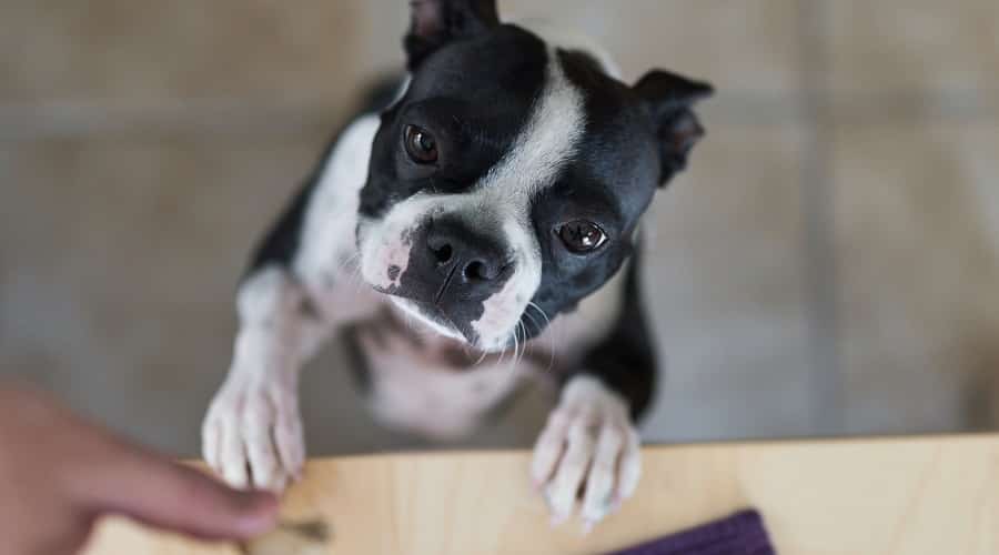 Dog begging for Mac and Cheese