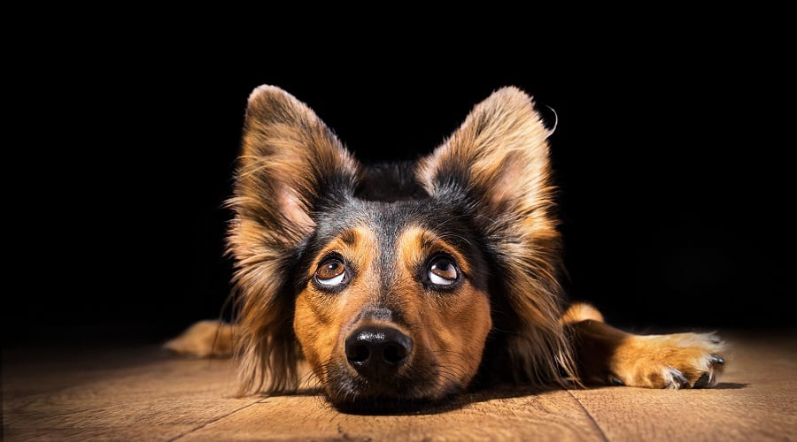 Dog begging