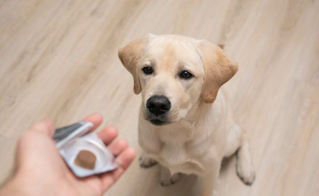 Dog being given preventative medicine.
