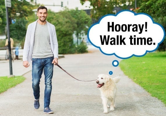 Dog being walked on leash by owner through park