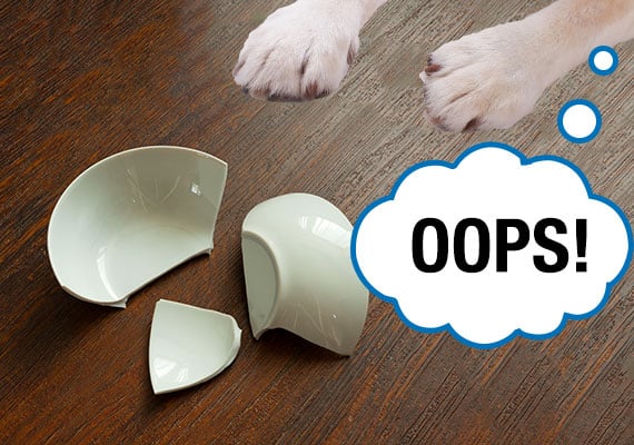 Dog breaking ceramic dog bowl on wooden floor