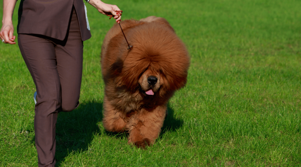 Dog breed Tibetan mastiff runs on green grass in the park with trainer on leash