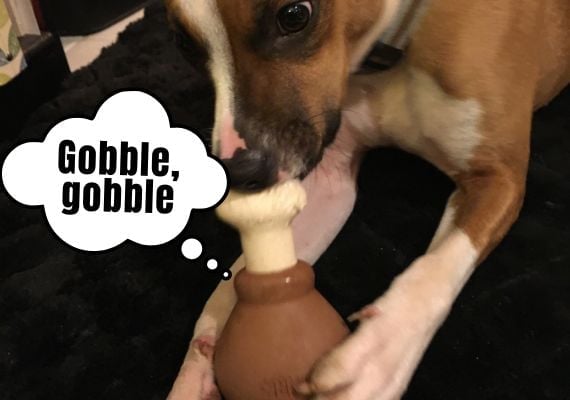 Dog chewing on drumstick from BarkBox Super Chewer Thanksgiving Box