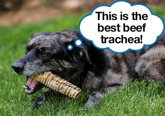 Dog chewing on our number one best beef trachea recommendation