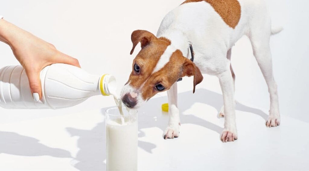 Dog drinking milk from a glass.