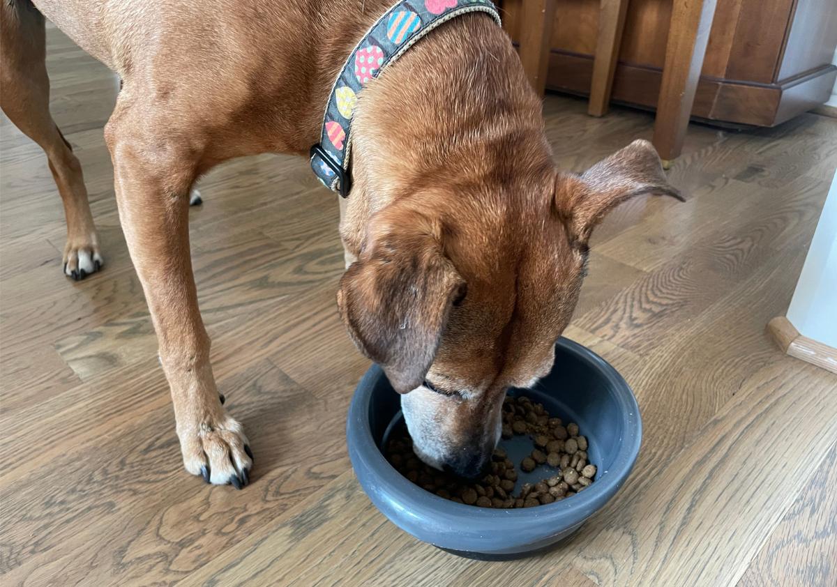 Dog eating American Journey dog food out of a blue bowl.
