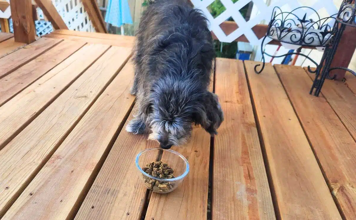 Badlands Ranch Dog Food Review Is Superfood Complete Worth It