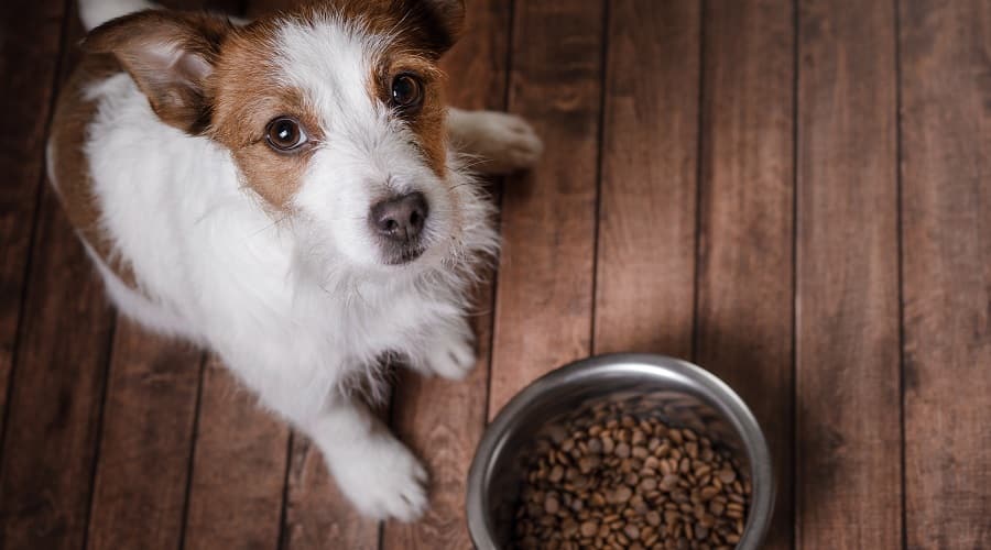 Dog eating Blue Buffalo dog food