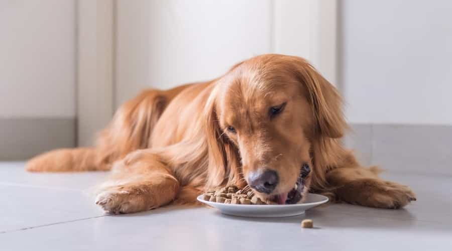 Dog eating Diamond Naturals Food