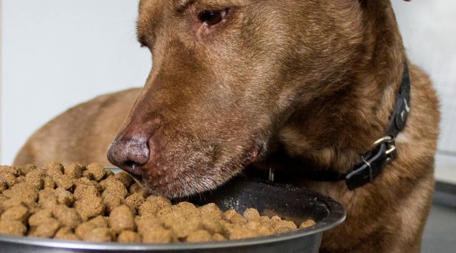 Dog eating Food out of Bowl