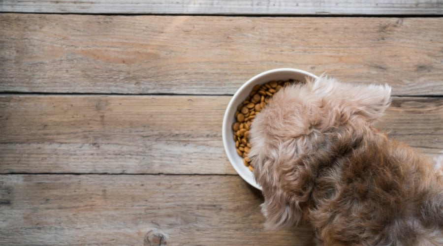 Dog eating Nutro Food
