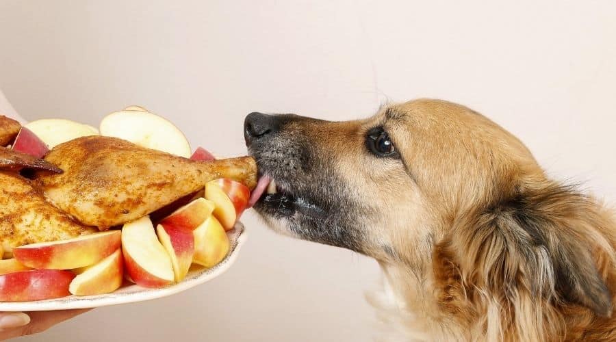 Dog looking at a plate of apples and poultry meat.