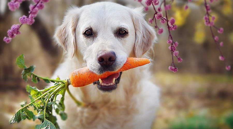 Dog eating carrot.