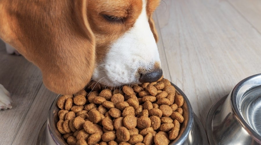 Dog eating food from silver bowl