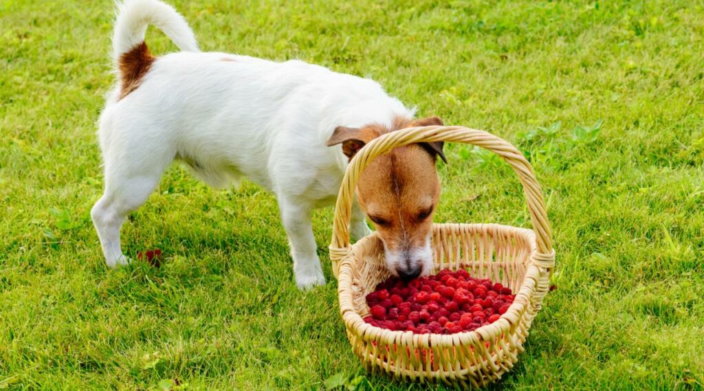 Dog eating fresh raspberries from basket standing in the grass