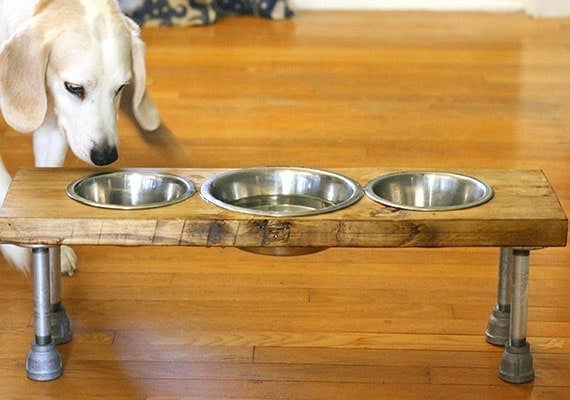 Dog eating from elevated feeder