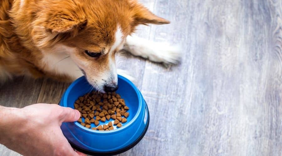 Dog eating out of bowl