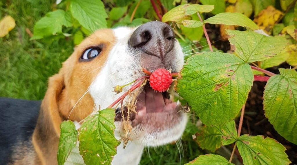 Dog eating raspberry off a vine in the wild