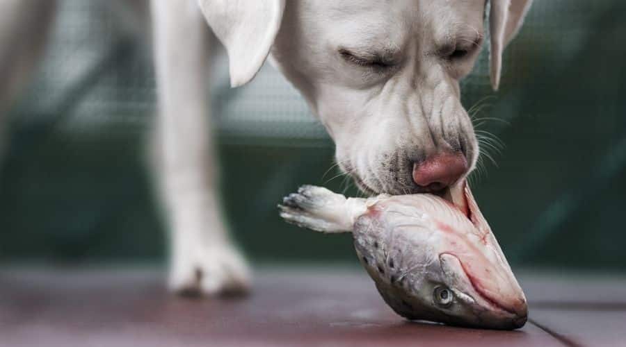 Dog eating wild caught fish