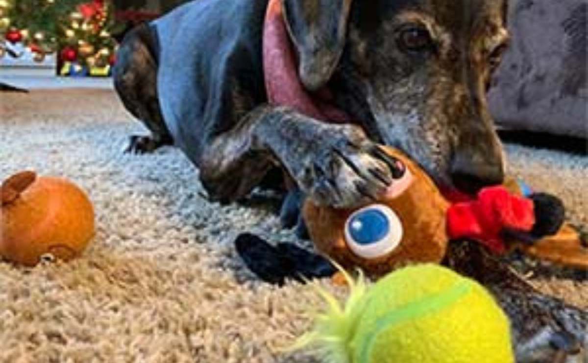 Dog enjoying BarkBox box.