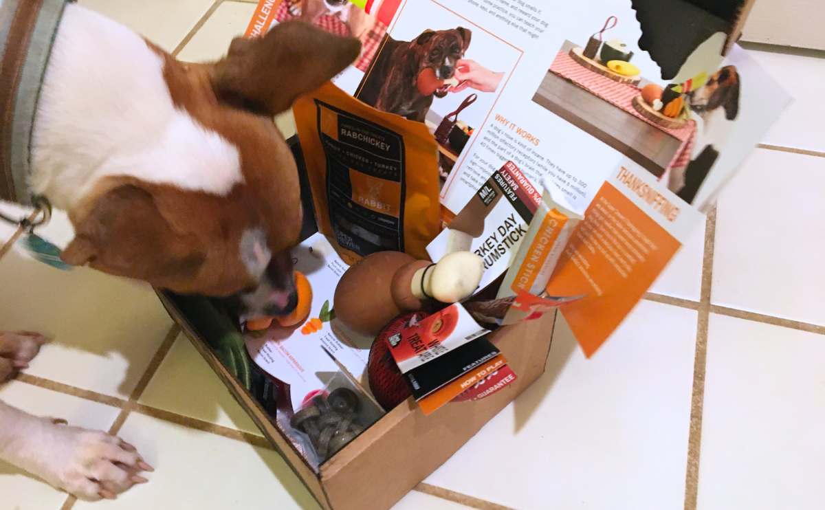 Dog enjoying Bullymake box.