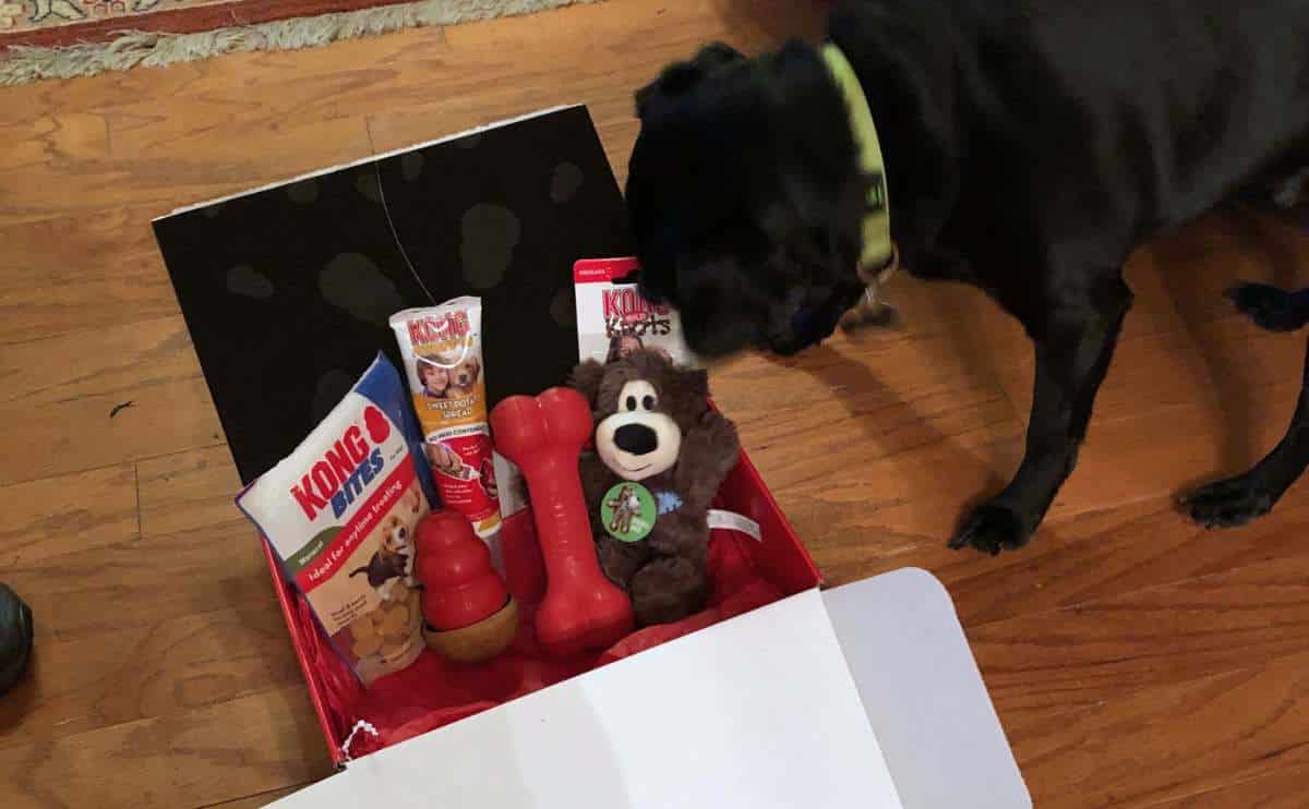 Dog enjoying Kong box.