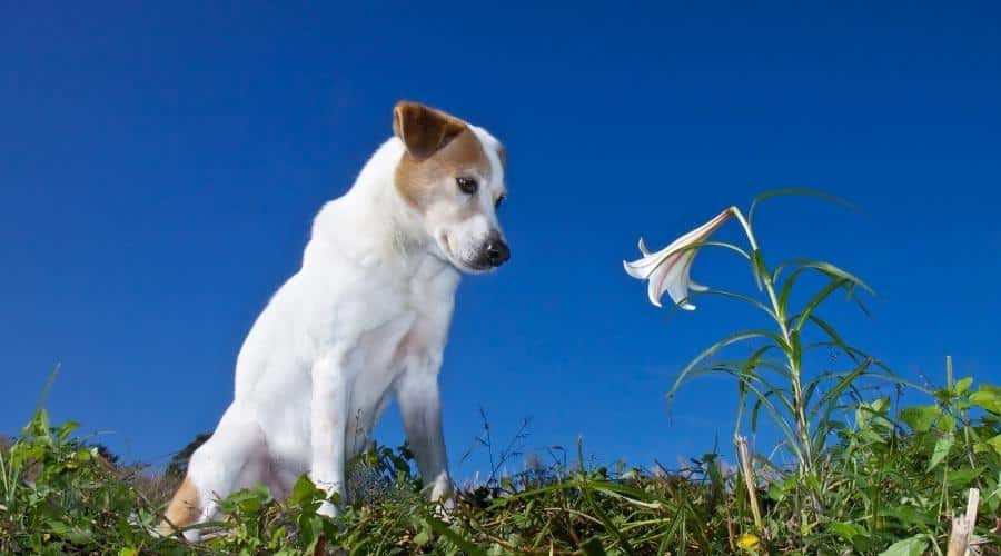 Dog gazing a lily