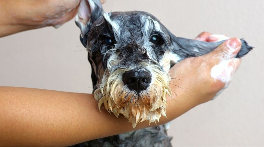 Dog getting cleaned with suds on face.