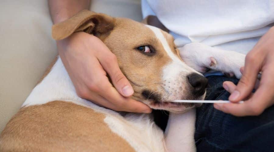 Dog getting dna test
