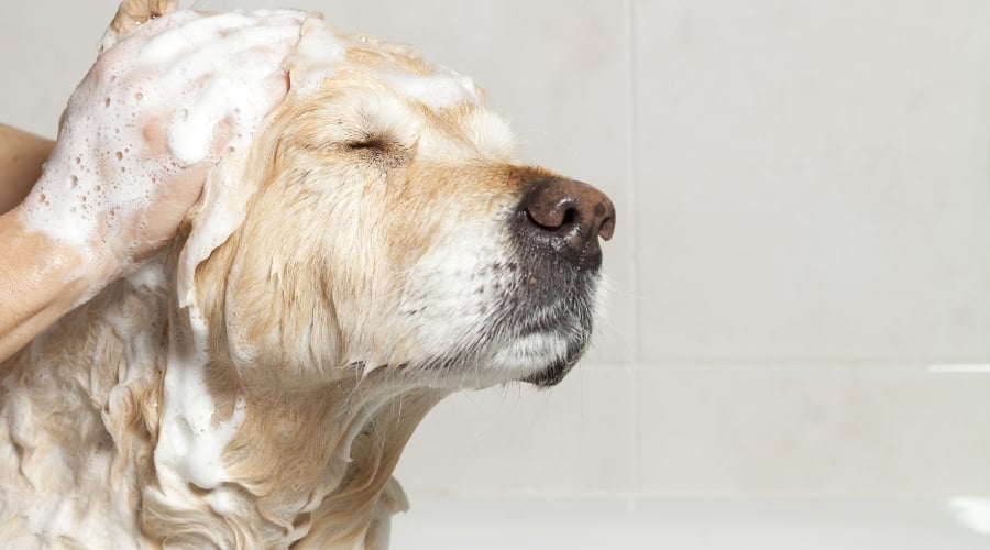 Dog getting washed face up close.