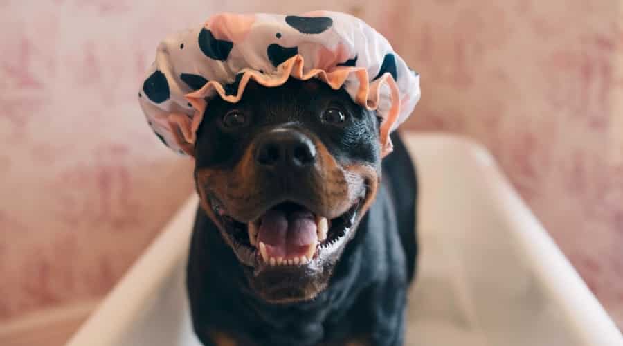 Dog in Bath With Shower Cap on