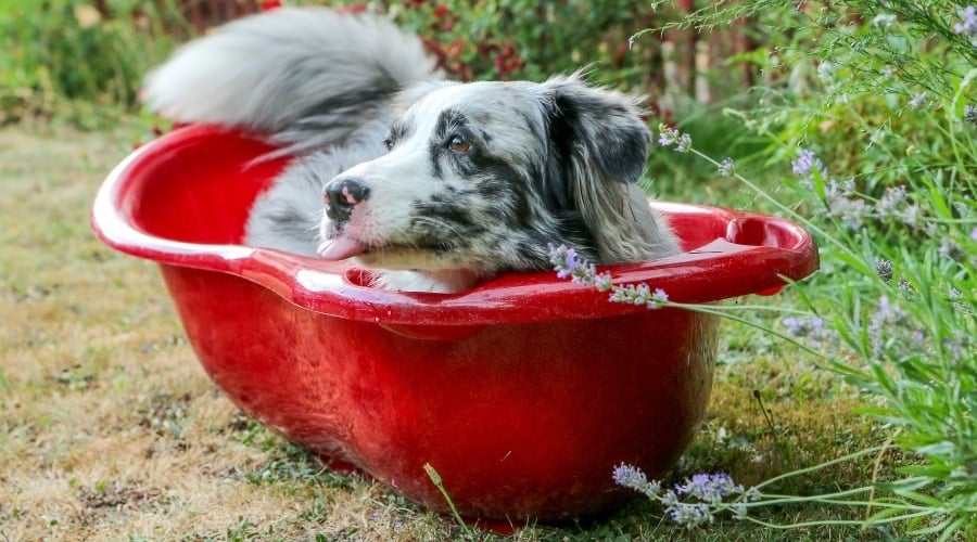 Dog in Bathtub