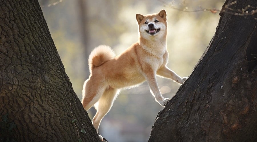 Dog in Between Tree Trunks