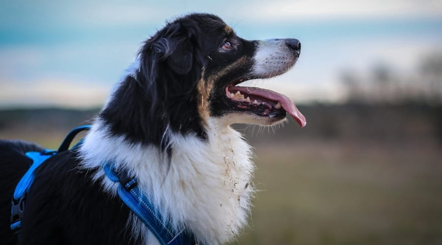 Dog in Blue Harness Outdoors