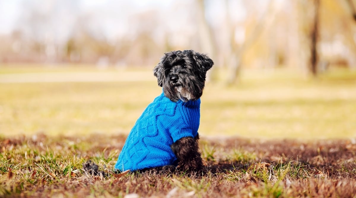 Dog in blue sweater sitting outside