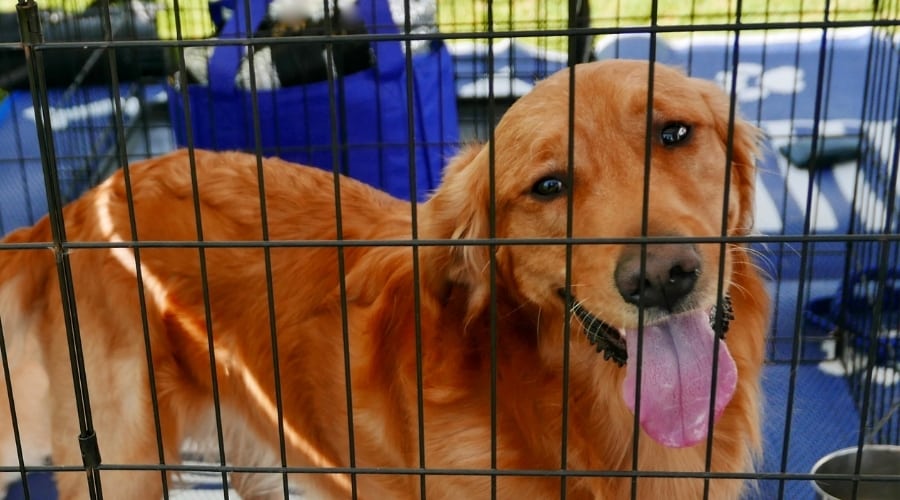 Dog in Crate